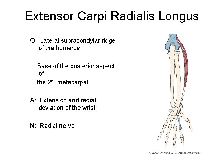 Extensor Carpi Radialis Longus O: Lateral supracondylar ridge of the humerus I: Base of