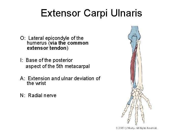 Extensor Carpi Ulnaris O: Lateral epicondyle of the humerus (via the common extensor tendon)