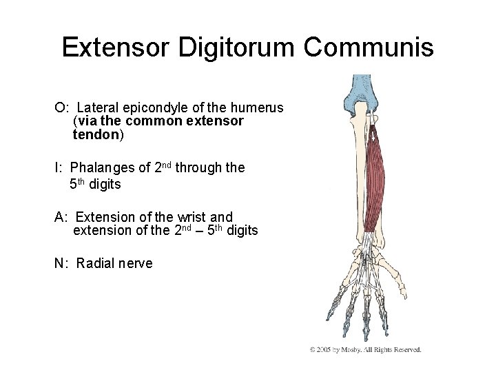 Extensor Digitorum Communis O: Lateral epicondyle of the humerus (via the common extensor tendon)