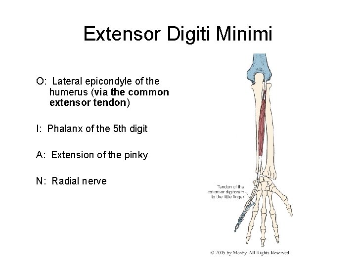 Extensor Digiti Minimi O: Lateral epicondyle of the humerus (via the common extensor tendon)