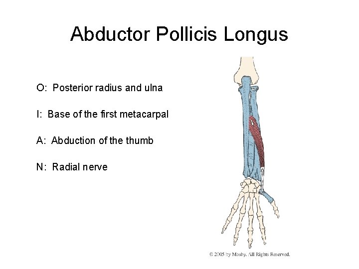 Abductor Pollicis Longus O: Posterior radius and ulna I: Base of the first metacarpal