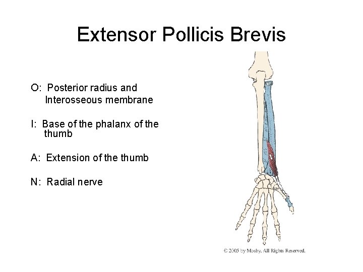 Extensor Pollicis Brevis O: Posterior radius and Interosseous membrane I: Base of the phalanx