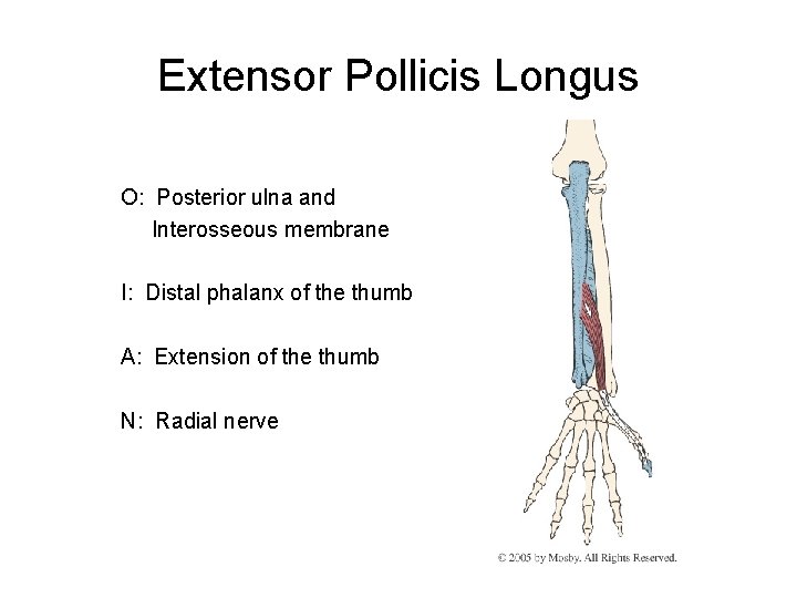 Extensor Pollicis Longus O: Posterior ulna and Interosseous membrane I: Distal phalanx of the