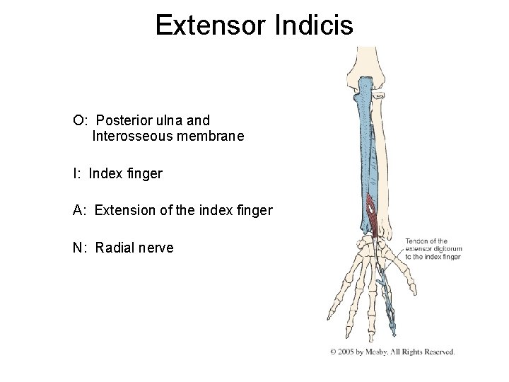 Extensor Indicis O: Posterior ulna and Interosseous membrane I: Index finger A: Extension of