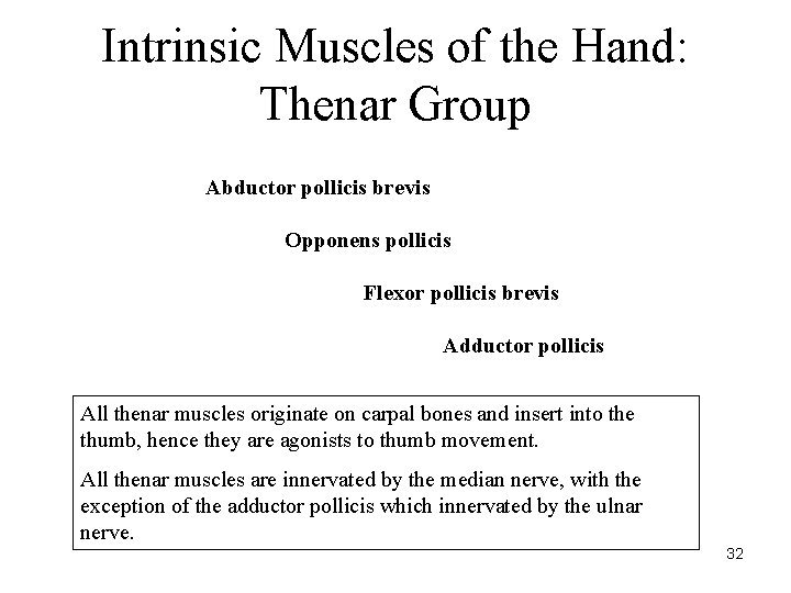 Intrinsic Muscles of the Hand: Thenar Group Abductor pollicis brevis Opponens pollicis Flexor pollicis