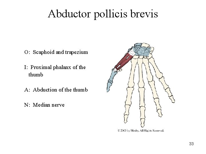 Abductor pollicis brevis O: Scaphoid and trapezium I: Proximal phalanx of the thumb A: