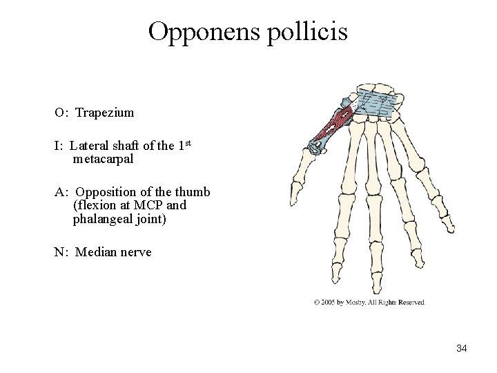 Opponens pollicis O: Trapezium I: Lateral shaft of the 1 st metacarpal A: Opposition