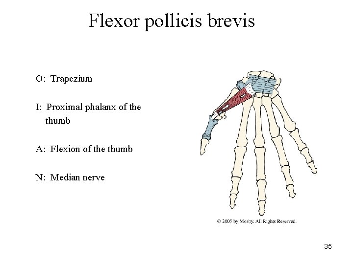 Flexor pollicis brevis O: Trapezium I: Proximal phalanx of the thumb A: Flexion of