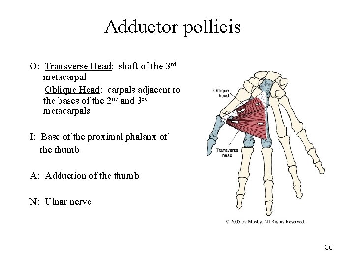 Adductor pollicis O: Transverse Head: shaft of the 3 rd metacarpal Oblique Head: carpals