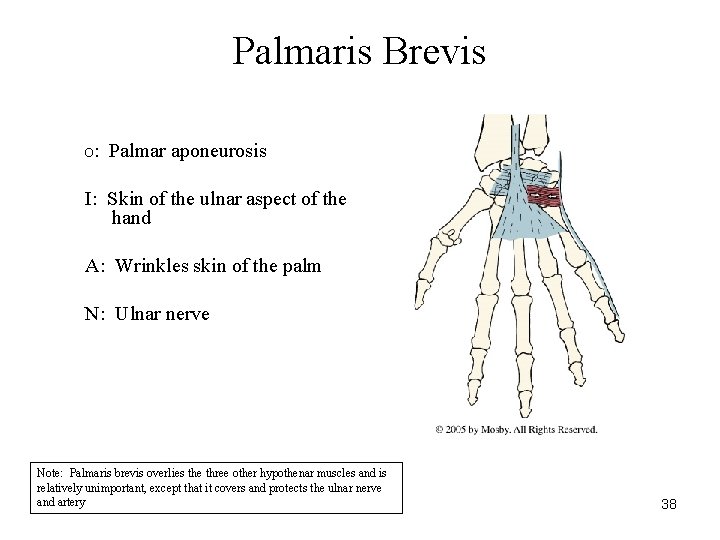 Palmaris Brevis : Palmar aponeurosis O I: Skin of the ulnar aspect of the