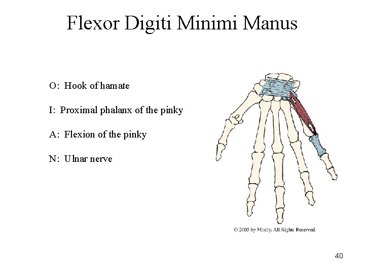 Flexor Digiti Minimi Manus O: Hook of hamate I: Proximal phalanx of the pinky