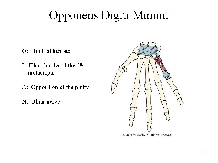 Opponens Digiti Minimi O: Hook of hamate I: Ulnar border of the 5 th