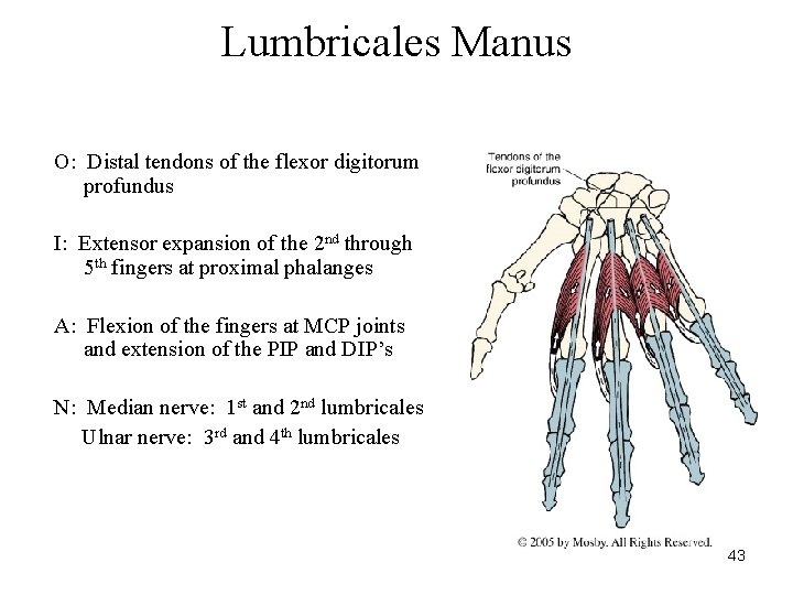 Lumbricales Manus O: Distal tendons of the flexor digitorum profundus I: Extensor expansion of