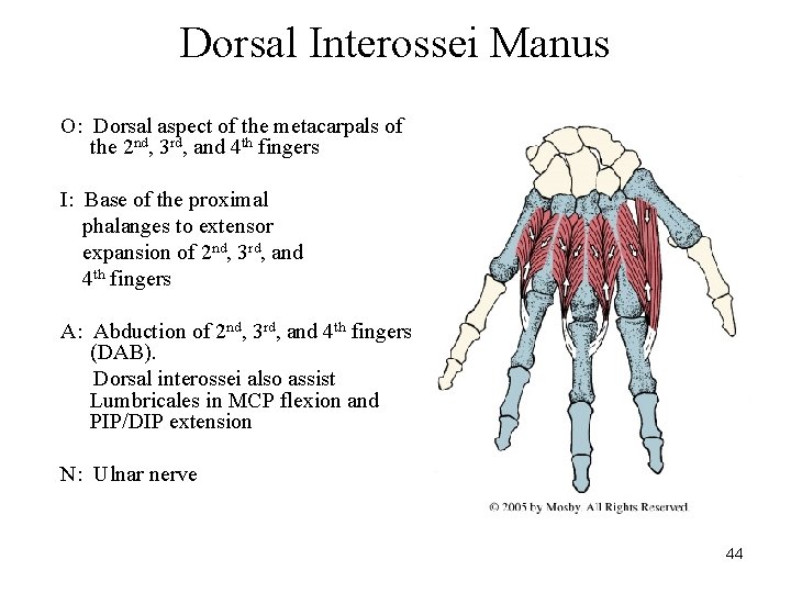 Dorsal Interossei Manus O: Dorsal aspect of the metacarpals of the 2 nd, 3