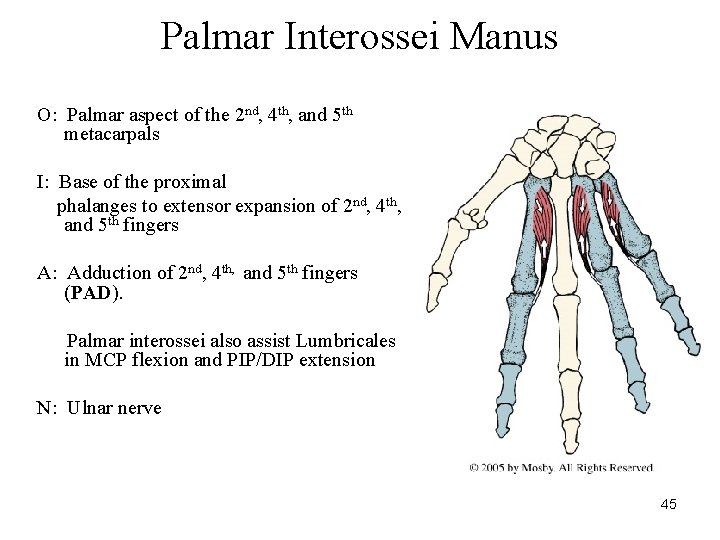 Palmar Interossei Manus O: Palmar aspect of the 2 nd, 4 th, and 5