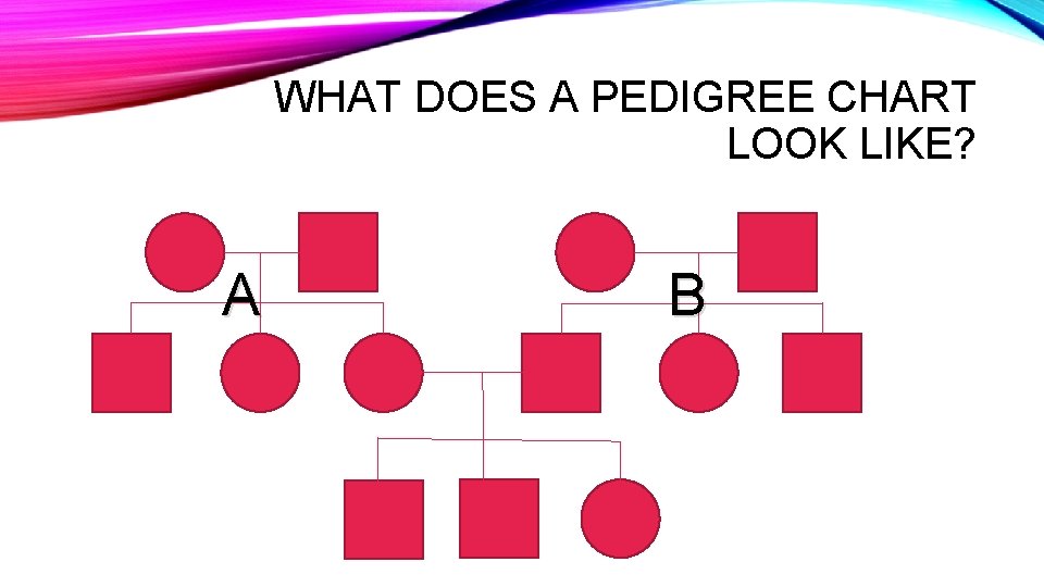 WHAT DOES A PEDIGREE CHART LOOK LIKE? A B 