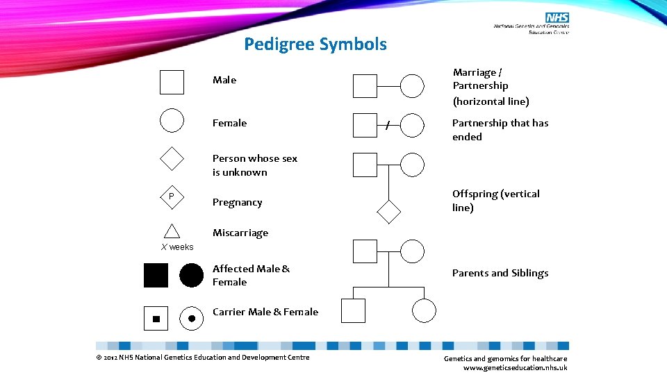 Pedigree Symbols Marriage / Partnership (horizontal line) Male Female / Partnership that has ended