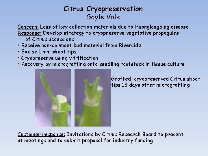 Citrus Cryopreservation Gayle Volk Concern: Loss of key collection materials due to Huanglongbing disease
