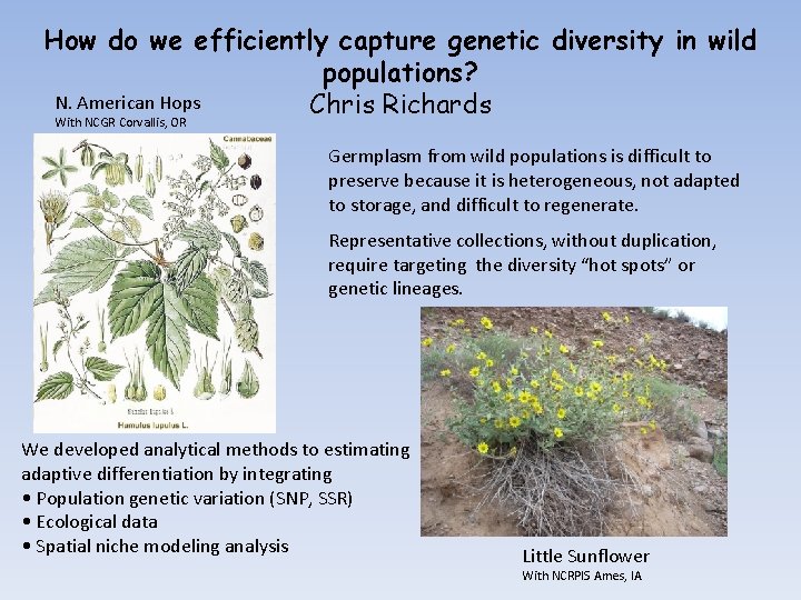 How do we efficiently capture genetic diversity in wild populations? N. American Hops Chris