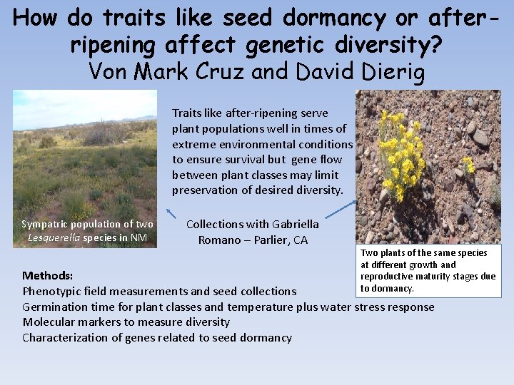 How do traits like seed dormancy or afterripening affect genetic diversity? Von Mark Cruz