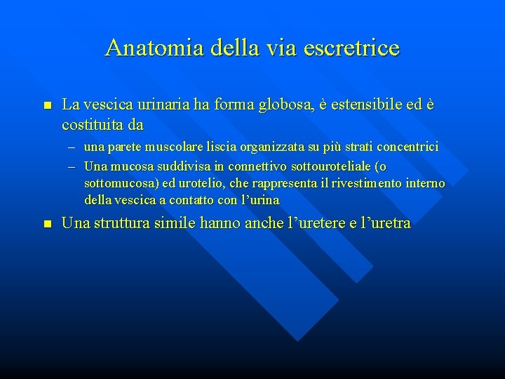 Anatomia della via escretrice n La vescica urinaria ha forma globosa, è estensibile ed