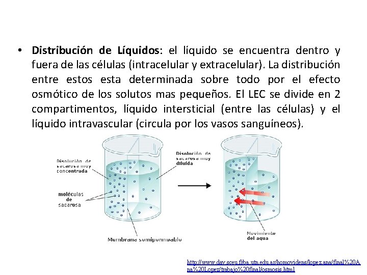  • Distribución de Líquidos: el líquido se encuentra dentro y fuera de las