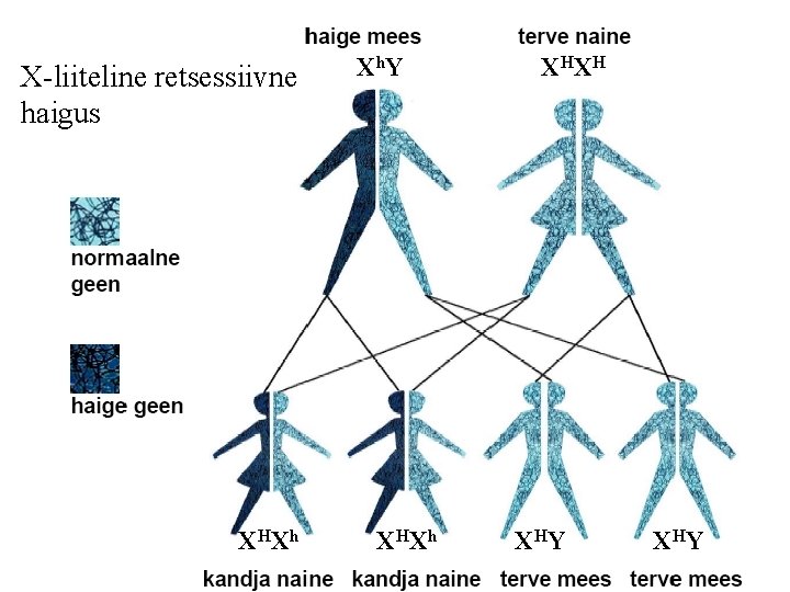 X-liiteline retsessiivne haigus XH Xh X h. Y XH Xh XH XH XH Y X-liiteline retsessiivne haigus XH Xh X h. Y XH Xh XH XH XH Y