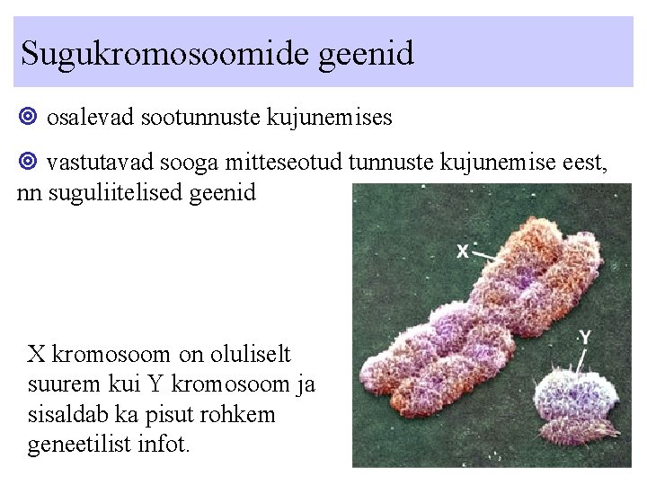 Sugukromosoomide geenid osalevad sootunnuste kujunemises vastutavad sooga mitteseotud tunnuste kujunemise eest, nn suguliitelised geenid Sugukromosoomide geenid osalevad sootunnuste kujunemises vastutavad sooga mitteseotud tunnuste kujunemise eest, nn suguliitelised geenid