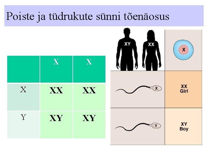 Poiste ja tüdrukute sünni tõenäosus X XX XX Y XY XY Poiste ja tüdrukute sünni tõenäosus X XX XX Y XY XY