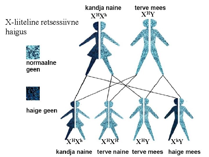 X-liiteline retsessiivne haigus XH Xh XH XH XH Y X h. Y X-liiteline retsessiivne haigus XH Xh XH XH XH Y X h. Y