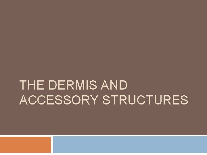 THE DERMIS AND ACCESSORY STRUCTURES 