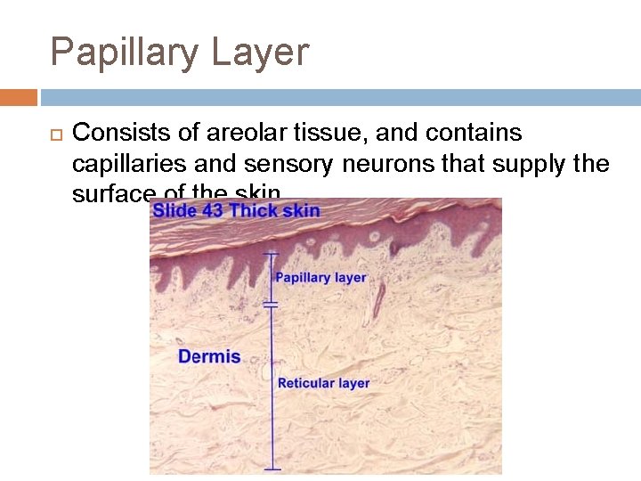 Papillary Layer Consists of areolar tissue, and contains capillaries and sensory neurons that supply