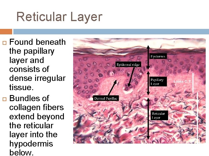 Reticular Layer Found beneath the papillary layer and consists of dense irregular tissue. Bundles