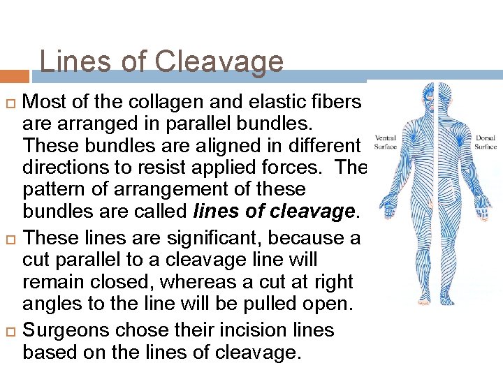 Lines of Cleavage Most of the collagen and elastic fibers are arranged in parallel