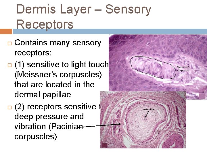 Dermis Layer – Sensory Receptors Contains many sensory receptors: (1) sensitive to light touch
