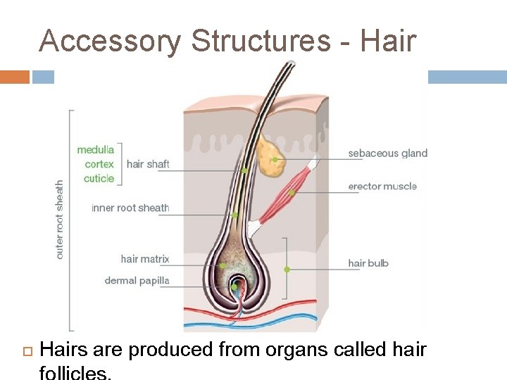 Accessory Structures - Hairs are produced from organs called hair 