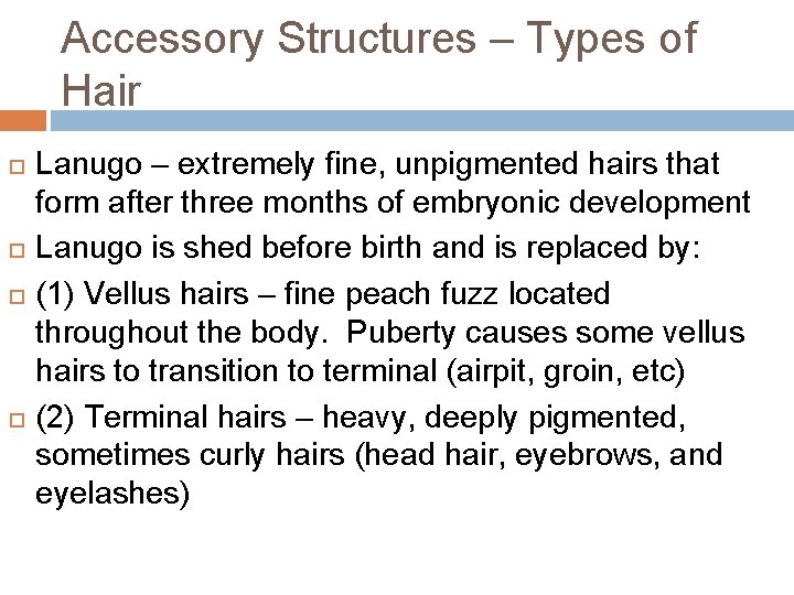 Accessory Structures – Types of Hair Lanugo – extremely fine, unpigmented hairs that form