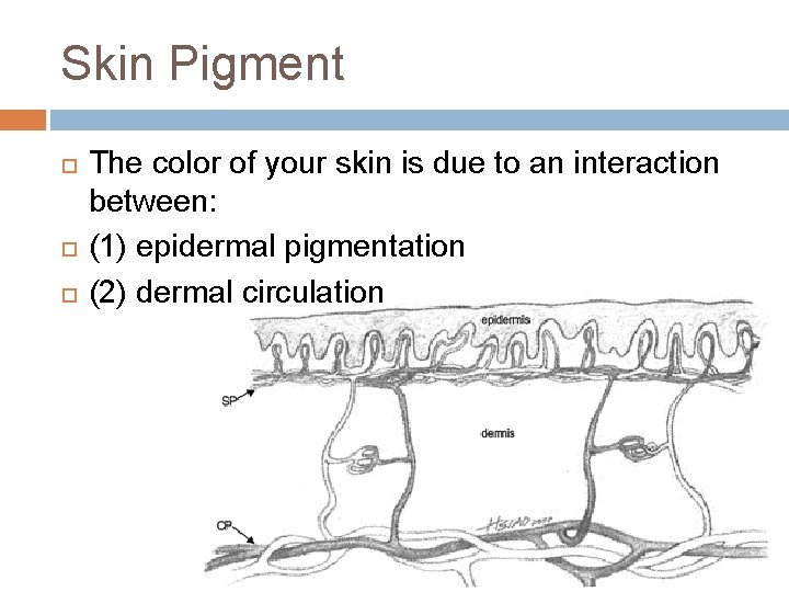 Skin Pigment The color of your skin is due to an interaction between: (1)