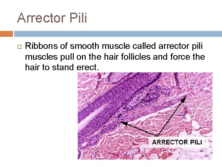 Arrector Pili Ribbons of smooth muscle called arrector pili muscles pull on the hair