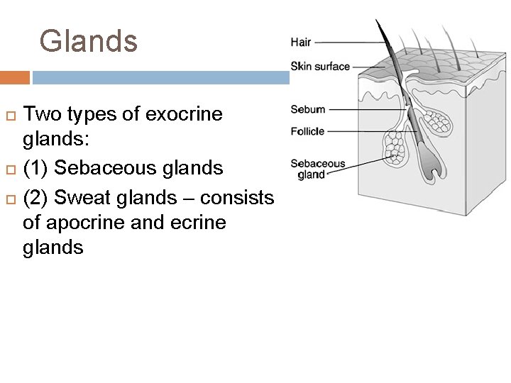 Glands Two types of exocrine glands: (1) Sebaceous glands (2) Sweat glands – consists