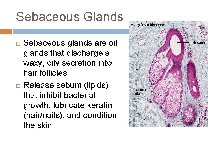 Sebaceous Glands Sebaceous glands are oil glands that discharge a waxy, oily secretion into