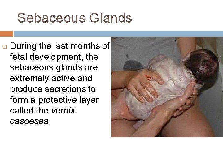 Sebaceous Glands During the last months of fetal development, the sebaceous glands are extremely
