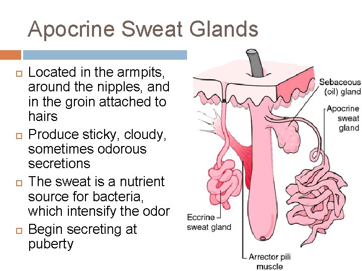 Apocrine Sweat Glands Located in the armpits, around the nipples, and in the groin
