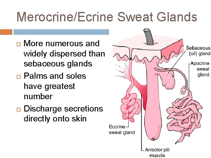 Merocrine/Ecrine Sweat Glands More numerous and widely dispersed than sebaceous glands Palms and soles