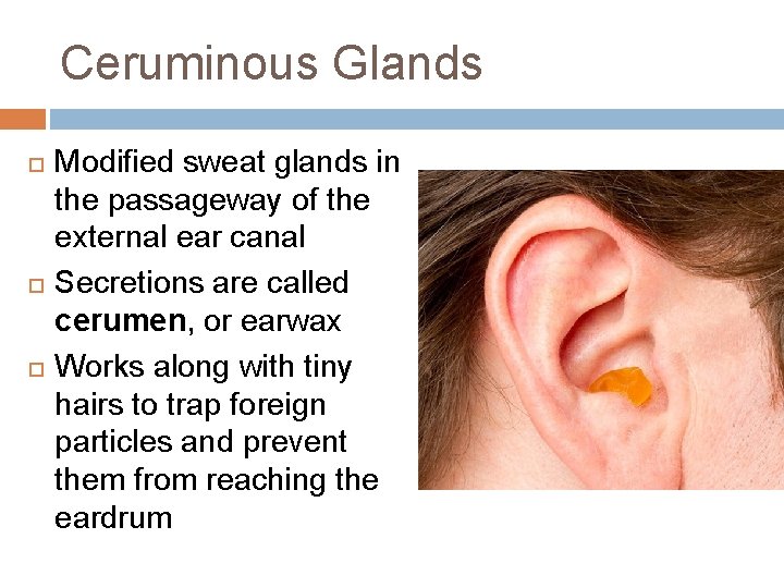 Ceruminous Glands Modified sweat glands in the passageway of the external ear canal Secretions