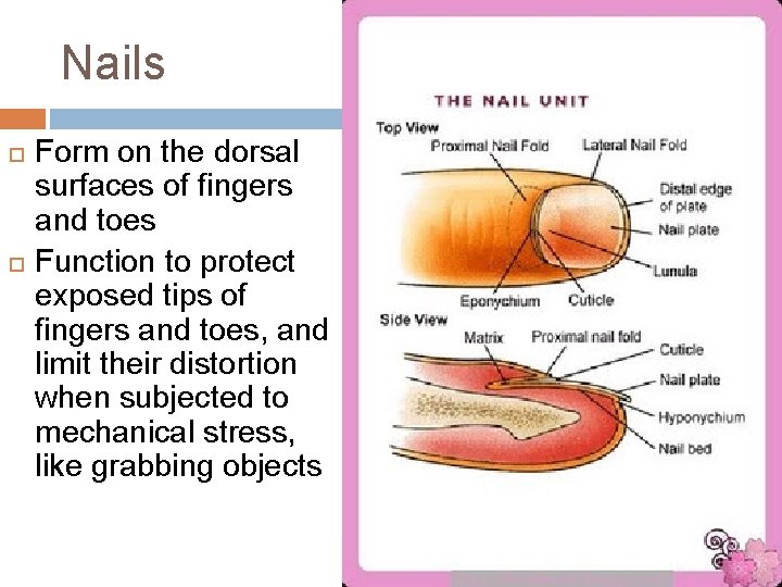 Nails Form on the dorsal surfaces of fingers and toes Function to protect exposed