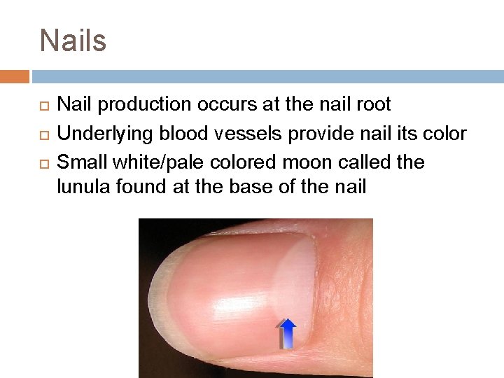Nails Nail production occurs at the nail root Underlying blood vessels provide nail its