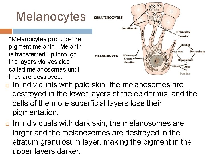 Melanocytes *Melanocytes produce the pigment melanin. Melanin is transferred up through the layers via