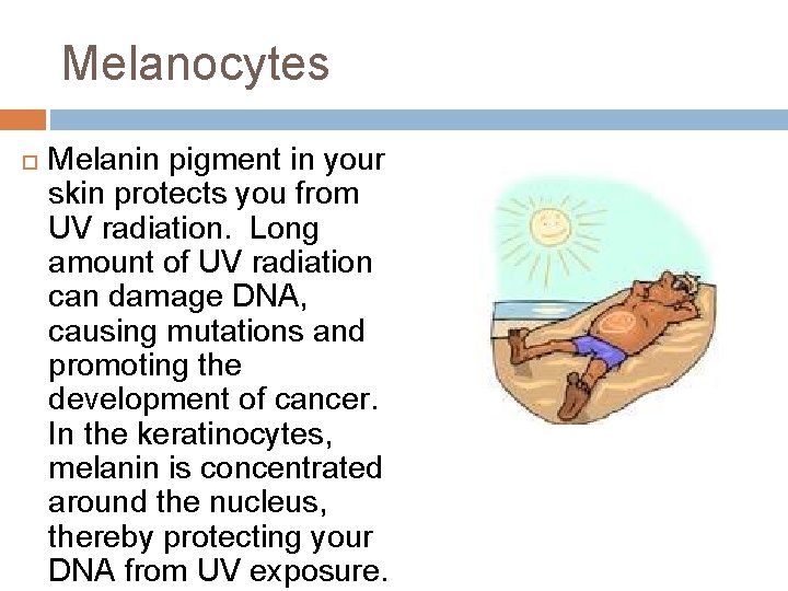 Melanocytes Melanin pigment in your skin protects you from UV radiation. Long amount of