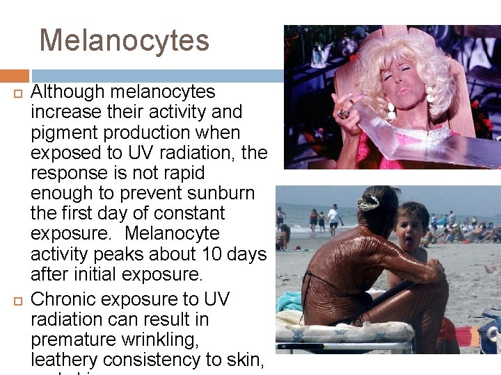 Melanocytes Although melanocytes increase their activity and pigment production when exposed to UV radiation,